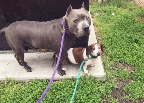 Dos amigos perros son abandonados, adoptados, abandonados de nuevo y por fin adoptados de verdad