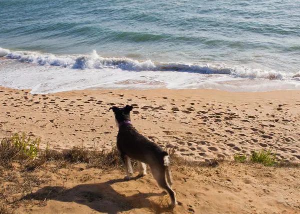 Denia se plantea permitir el acceso de canes a alguna playa