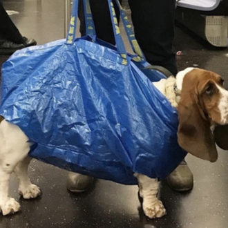 Los perros bolsa del metro de NY (y los humanos …