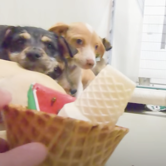 ¿Qué opinan los perros de unas protectoras sobre los helados …