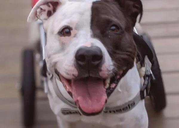 Un perro paralítico que fue tirado a la basura enseña ahora a otros canes con discapacidad cómo vivir felices