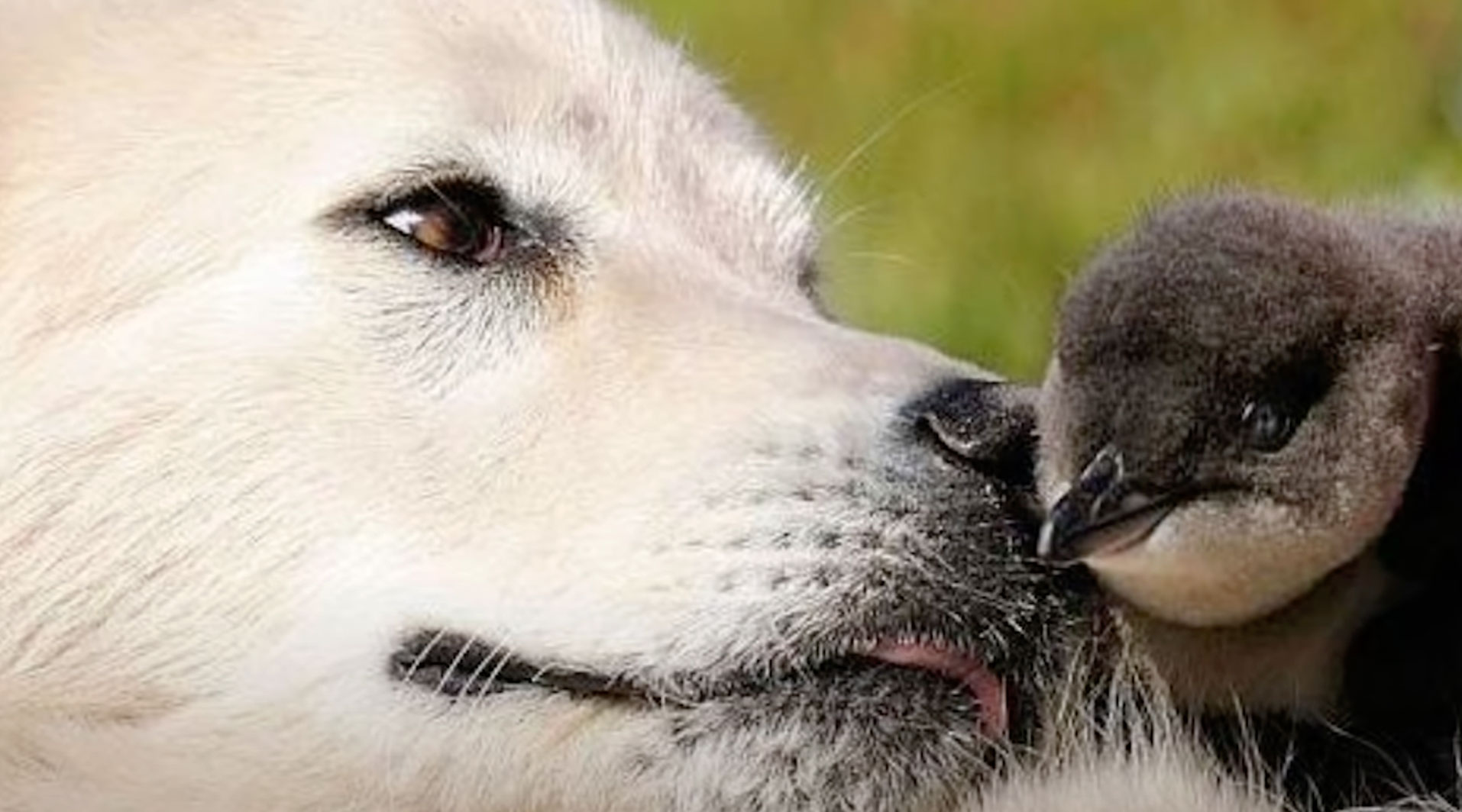 Los grandes perros que han salvado a los pingüinos más pequeños del mundo,  los Pastores de Maremma