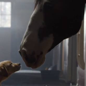 Tres anuncios con perros entre los más virales de 2014