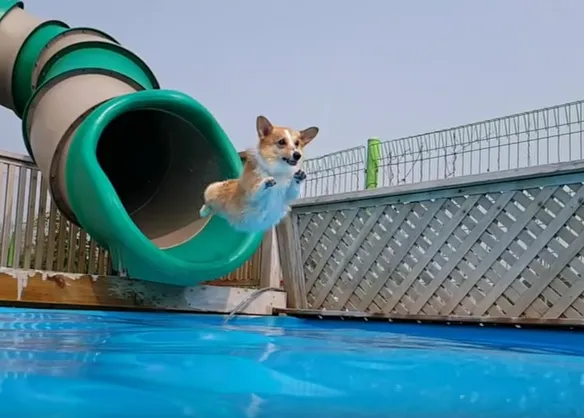 Arranca la primera piscina solo para perros en Madrid