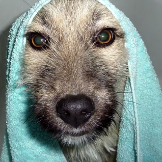 El primer baño de perros rescatados de la calle