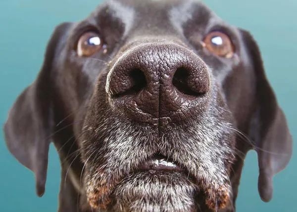 El fabuloso olfato canino también es su herramienta para medir el tiempo