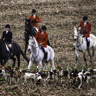 La caza con perro en el Reino Unido: dos durísimos …