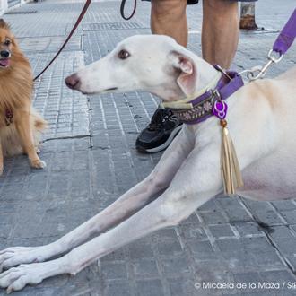 Los principales problemas de los perros urbanos y cómo afrontarlos …