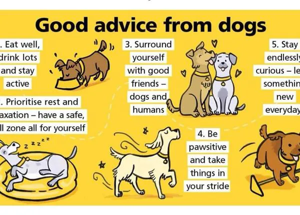 Buenos consejos perrunos: sé más perro y serás más feliz ( y estarás más sano)