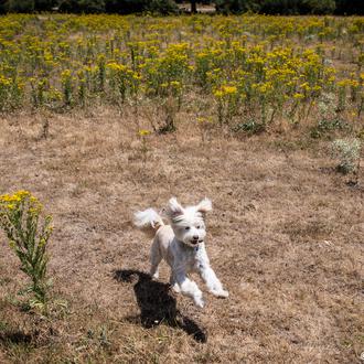 Recomendaciones básicas para un verano saludable con perro en la …