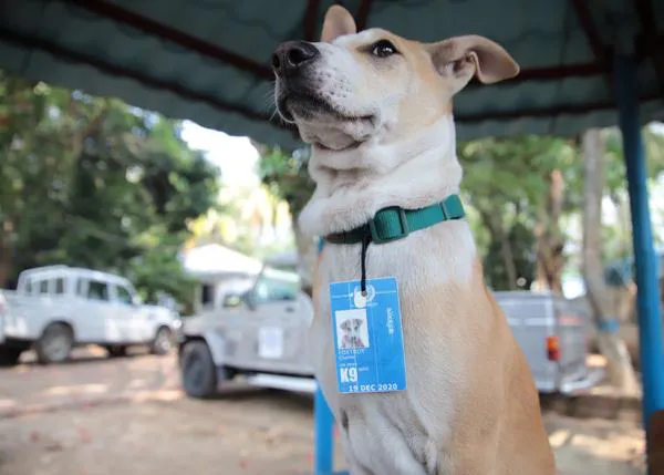 Foxtrot, el guapérrimo perro que ha celebrado por todo lo alto el Nobel de la Paz 2020