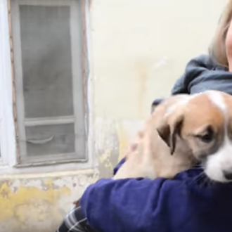 Seis cachorrotes con suerte: un viaje increíble de las calles …
