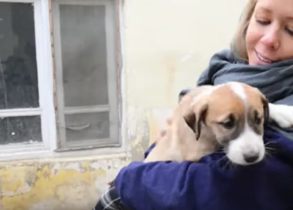 Seis cachorrotes con suerte: un viaje increíble de las calles de Afganistán a EEUU