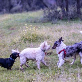 Día Mundial de la Esterilización Animal, para acabar con el …