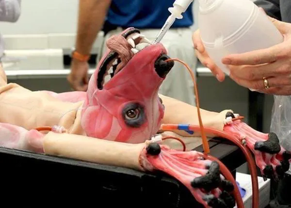 Los cadáveres de perros sintéticos, la alternativa ética para los estudiantes de veterinaria
