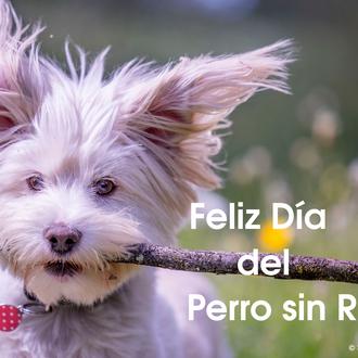 Feliz #Díadelperrosinraza, feliz día del Vira Lata, de la perra …