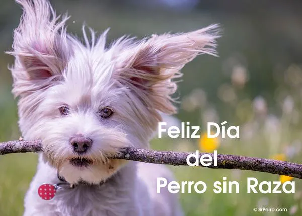 Feliz #Díadelperrosinraza, feliz día del Vira Lata, de la perra mestiza, del quiltro y del Sato, ¡¡feliz día a todos los chuchos felices!!