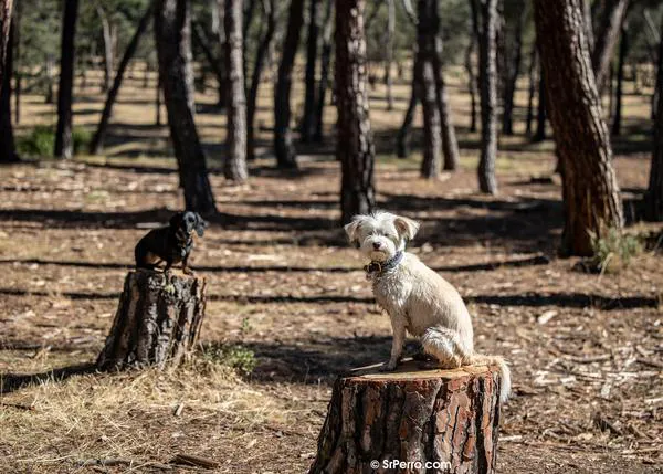 Un 73% de españoles está contra el uso de perros para cazar pero estos canes podrían quedar en un limbo legal