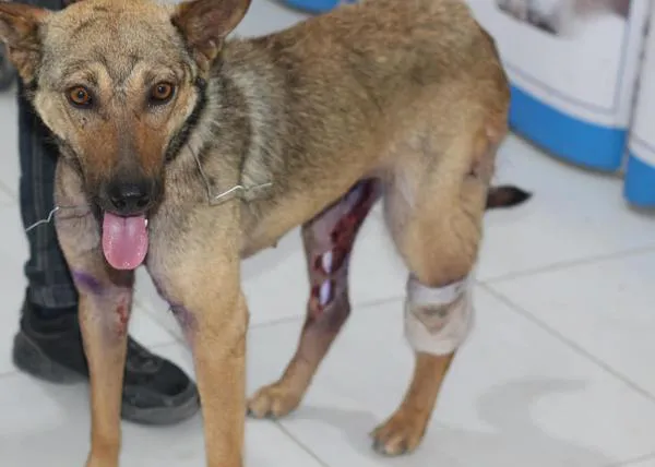 La única protectora de animales de Gaza trata de ayudar a los perros y gatos heridos en los bombardeos
