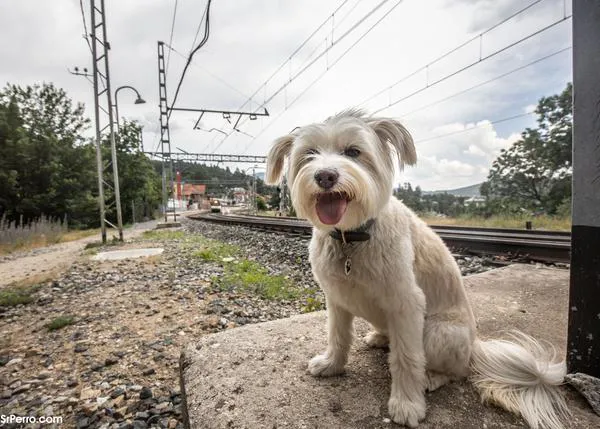 ¿Se puede viajar con perro en el Cercanías que va a Cotos, el tren de 