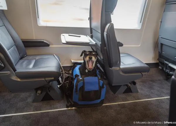 Viajar en tren con perro en España: las normas de RENFE