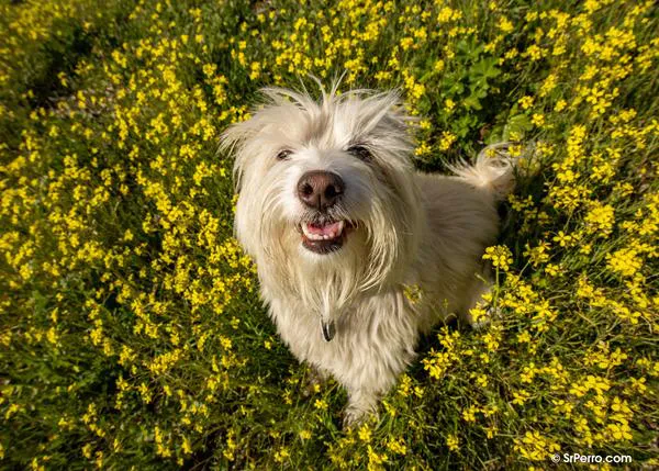 El trabajo de nariz -localizando chuches o comida oculta- fomenta el optimismo en los perros