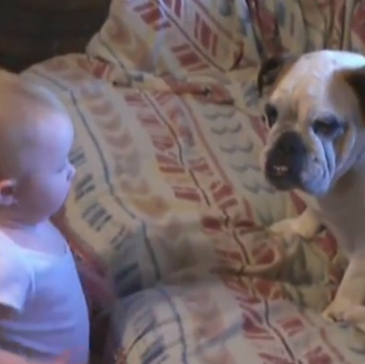 La animada charla de una niña pequeña.... y un bulldog …