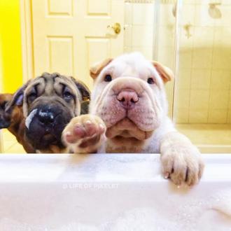 Cómo bañar a un cachorrote recién adoptado... una clase práctica …