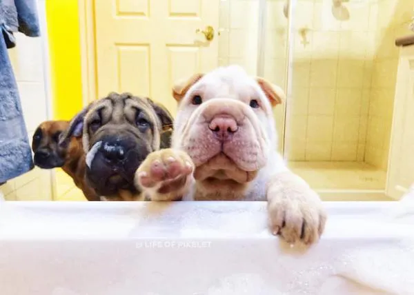 Cómo bañar a un cachorrote recién adoptado... una clase práctica de una familia extra animal y solidaria