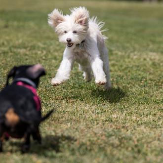 Adopta con responsabilidad: el duro golpe de las devoluciones de …