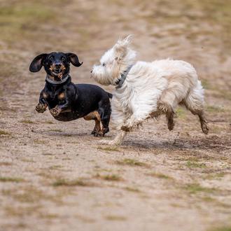 Detectan lesiones de espalda en perros salchicha jóvenes que no …