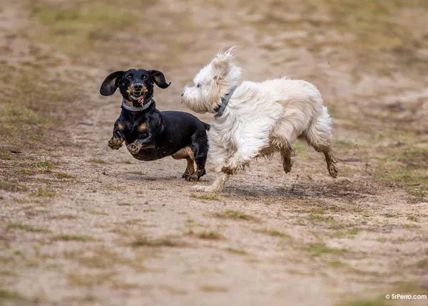 Detectan lesiones de espalda en perros salchicha jóvenes que no mostraban ningún síntoma de dolor