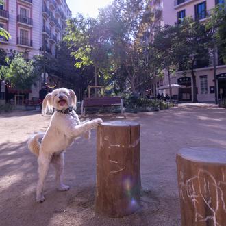 Superilla de Consell de Cent en Barcelona y los perros …