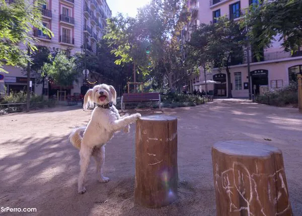 Superilla de Consell de Cent en Barcelona y los perros: qué opinan las familias con can & selección de locales dog friendly