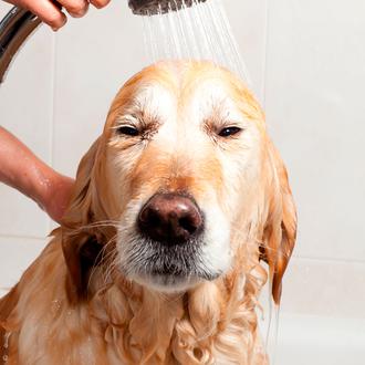 El momento del baño de tu perro: algunos consejos útiles