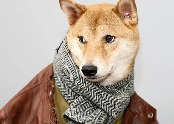El perro más estiloso de Nueva York en acción: la historia de Menswear dog en vídeo