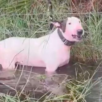 Rescatan a un perro que había sido abandonado atado a …