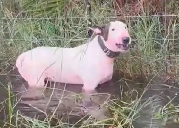 Rescatan a un perro que había sido abandonado atado a un poste en una zona encharcada por la llegada del Huracán Milton