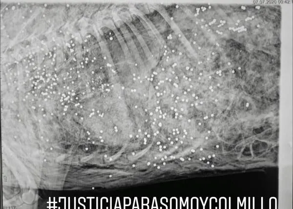Más de 400 perdigones: #justiciaparasomoycolmillo