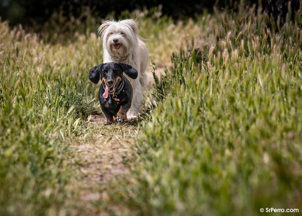 son peligrosos los gusanos en los perros