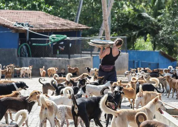 El fabuloso santuario para perros y gatos de Sri Lanka: el hogar de más de 1300 animales rescatados