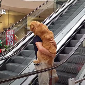 Mucho cuidado con los perros y las escaleras mecánicas: los …