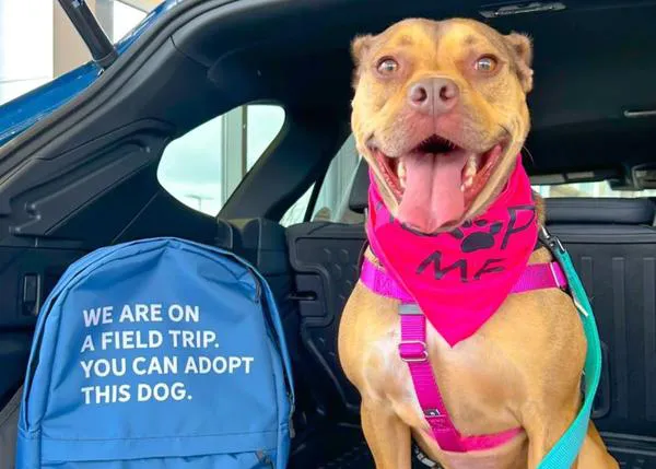Excursiones perrunas para fomentar adopciones: los programas que permiten sacar a un perro de protectora por un día