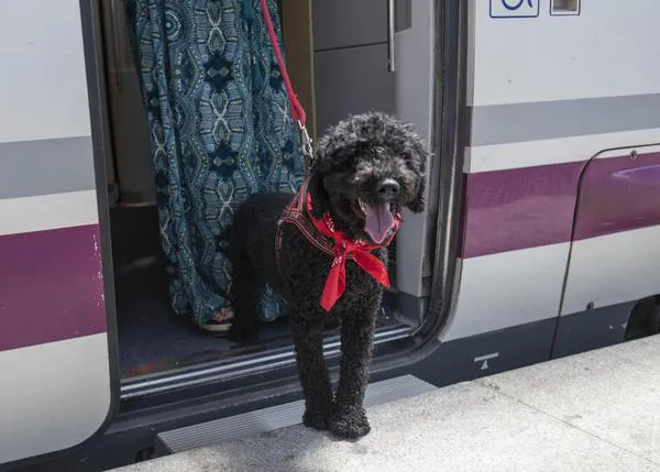 Renfe ha llevado a 1.800 perros de hasta 40kg en el primer año en el que, por fin, han podido viajar canes grandes en tren