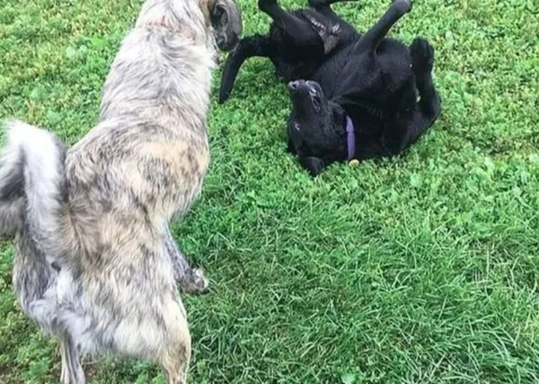 El inesperado y feliz reencuentro de dos amigos perros tras un mes de confinamiento