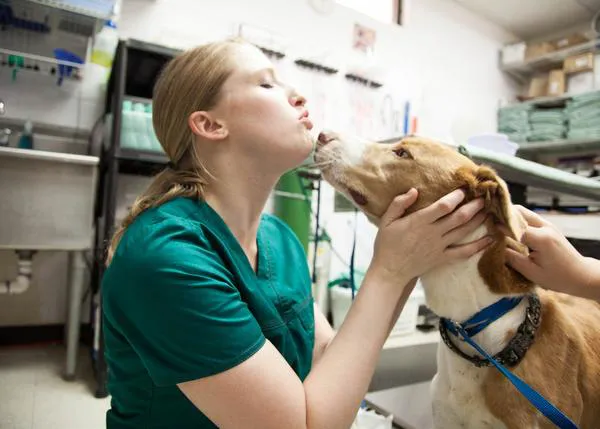 Los veterinarios que cuidan el bienestar físico y emocional de los canes: los veterinarios 