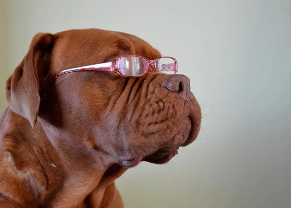 Perros espabilados, perros torpones y los tests de inteligencia que puedes hacer con tu can