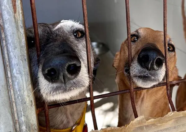 Las fotos con poderes, los retratos que ayudarán a salvar perros: “XV Concurso fotográfico de Galgos 112”