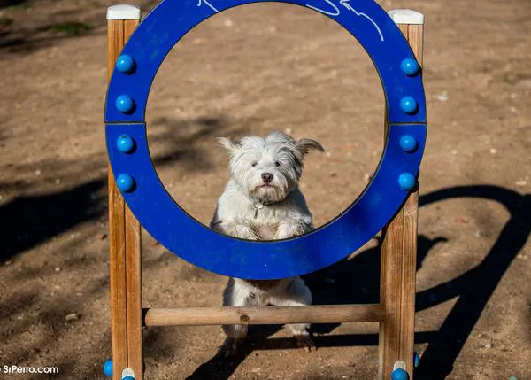 Normas y consejos útiles para las visitas al parque canino, ¡hay que estar pendientes de los perros!
