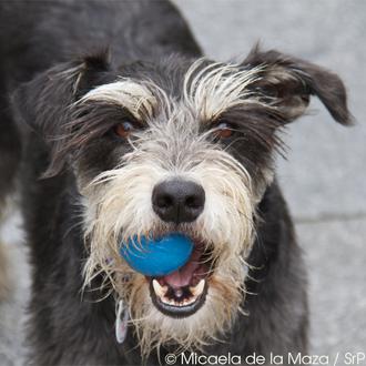 ¿Cómo conseguir que tu perro suelte un juguete?